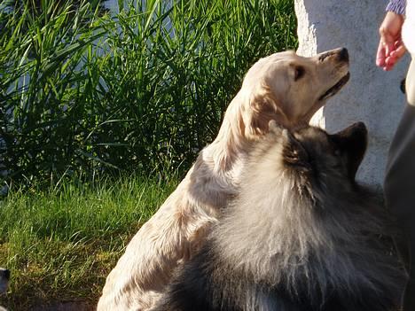 Keeshond keeshos bosco - Træning  jubii det er dejligt billede 4