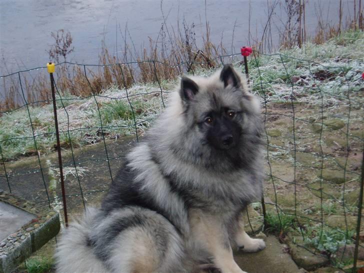 Keeshond keeshos dixi - Jeg er da bare for lækker...:o billede 1