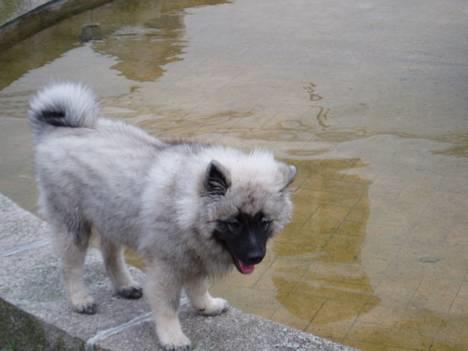 Keeshond keeshos dixi - Uh ha det vand ser lækkert ud!!.. billede 2