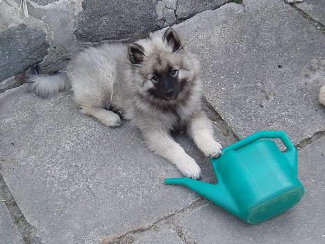 Keeshond keeshos dixi - Hva skal der vandes,så er jeg klar!! billede 3