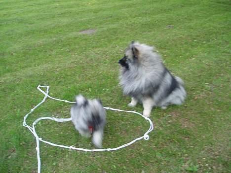 Keeshond keeshos dixi - mig og min storbror bosco billede 4