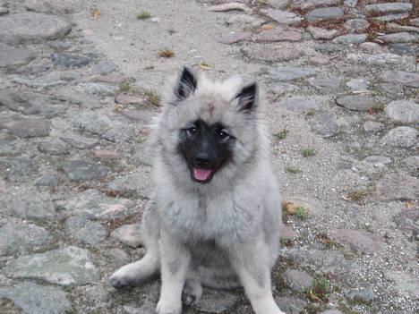 Keeshond keeshos dixi - hej hej billede 5