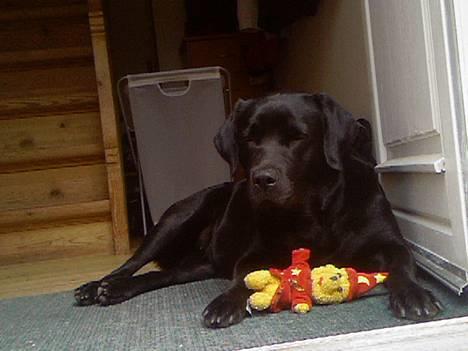 Labrador retriever Luna - Luna bader i det varme vejr  billede 1