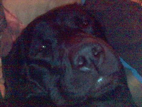 Labrador retriever Luna - man har det dejligt billede 2