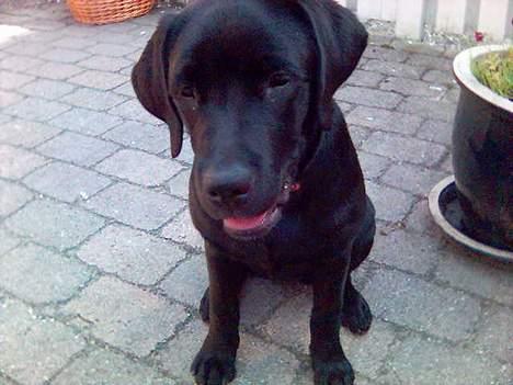 Labrador retriever Luna - hva såår ?? ^^ billede 3
