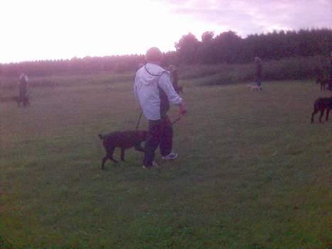 Labrador retriever Luna - første hunde træning billede 4