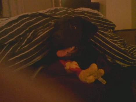 Labrador retriever Luna - kl.04.00 ca. om natten  billede 5