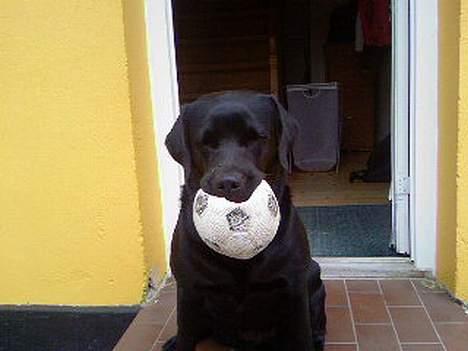 Labrador retriever Luna - Luna med én af sine elskede bolde ^^ billede 6