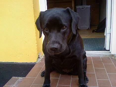 Labrador retriever Luna billede 7