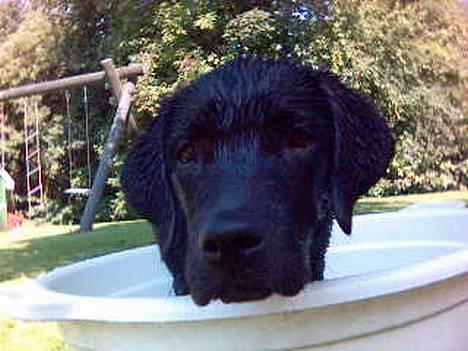 Labrador retriever Luna - med sin elskede sovebamse :P billede 8