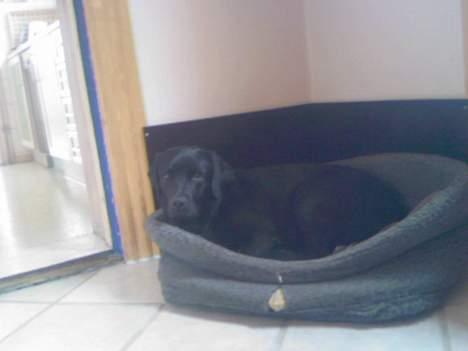 Labrador retriever Luna - i sin kurv billede 9