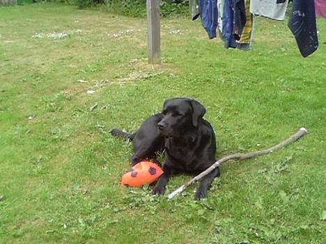 Labrador retriever Luna - nogle er hendes ´´legeting´´  billede 10