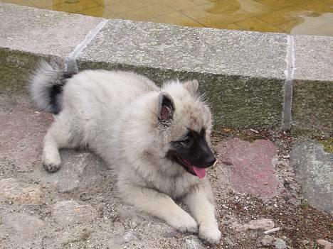 Keeshond keeshos dixi - lækkert at få en slapper ude i gården billede 6