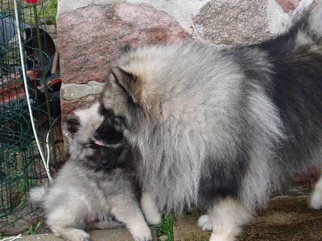 Keeshond keeshos dixi - Han eralså sød,ham brormand billede 7