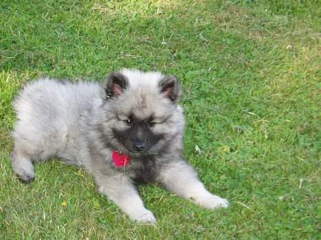 Keeshond keeshos dixi - Jeg synes alså selv jeg er mega dejlig billede 8