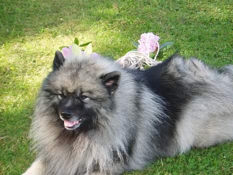 Keeshond keeshos bosco - Dejligt med en slapper på plænen billede 5