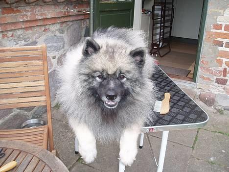 Keeshond keeshos bosco - Børste tid udendørs ( i skyggen ) det er nu lækkert billede 6