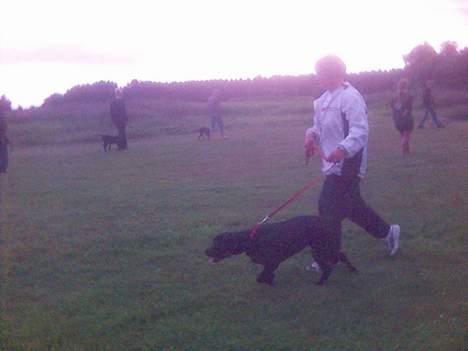 Labrador retriever Luna - til første hunde træning billede 11