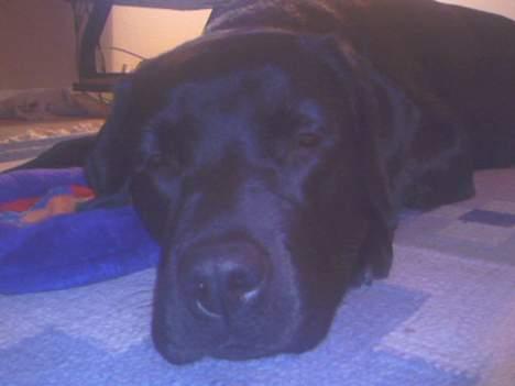 Labrador retriever Luna - man er træt billede 12