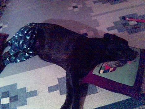 Labrador retriever Luna - med underbukser .. (hun er i løbetid) billede 13