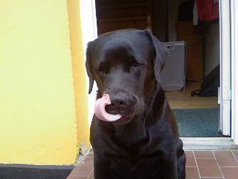 Labrador retriever Luna - hendes store tunge :P heeh billede 14
