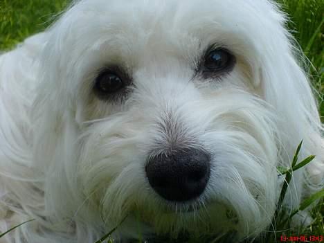 Coton de tulear *~Tut~* billede 15