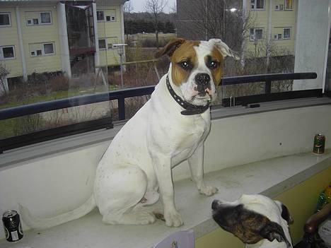 Blanding af racer Bonzai - sidder på min yndlingsplads billede 1