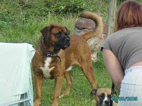 Blanding af racer Bonzai - Min seje far billede 2