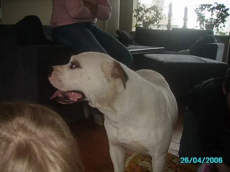 Blanding af racer Bonzai - min dejlige mor billede 3