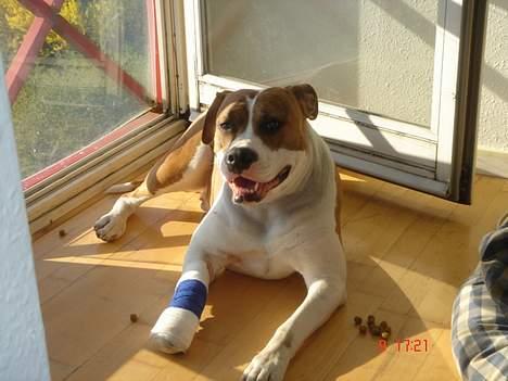 Blanding af racer Freja billede 11