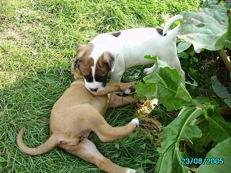 Blanding af racer Bonzai - mig og en af mine brødre hjemme hos vores gamle mor billede 4