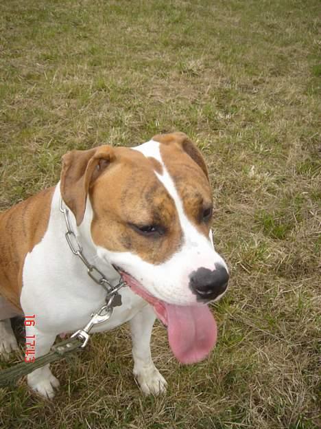 Blanding af racer Freja billede 12