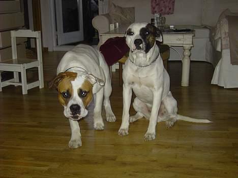 Blanding af racer Bonzai - skal jeg sidde eller komme??? billede 5