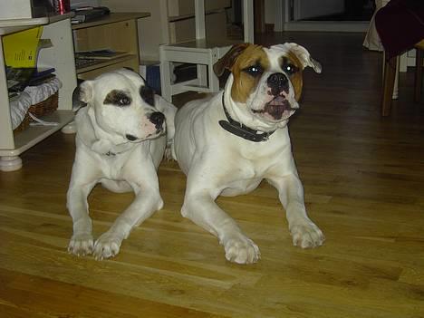 Amerikansk bulldog Charlie  #R.I.P# - jeg er den smukke til venstre billede 2