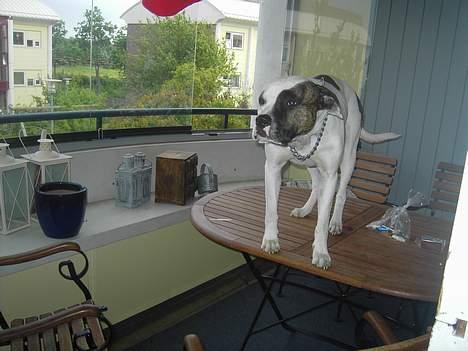 Amerikansk bulldog Charlie  #R.I.P# - hvordan kommer jeg ned billede 3