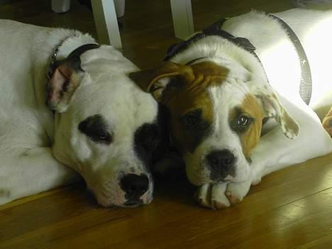 Amerikansk bulldog Charlie  #R.I.P# - ligger lige og putter billede 4