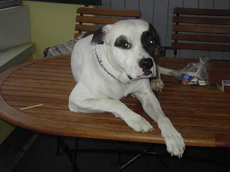 Amerikansk bulldog Charlie  #R.I.P# billede 5