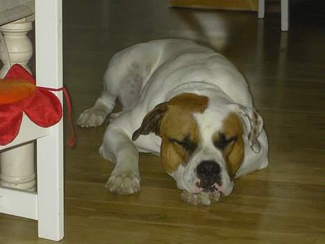 Blanding af racer Bonzai - skal man ltid forstyrres i sin skønhedssøvn?!! billede 7