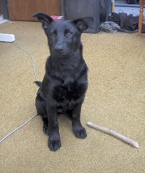 Schæferhund Ni-busa's Chaggie *Død* - Lille Chaggie... Hendes ører har ikke helt rejst sig.. billede 1