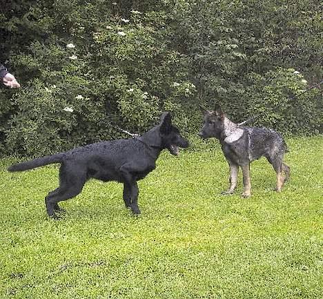 Schæferhund Ni-busa's Chaggie *Død* - Chaggie og hendes brormand Coopper... billede 2