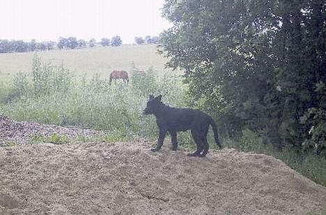 Schæferhund Ni-busa's Chaggie *Død* - Chaggie i sandbunken.... billede 3