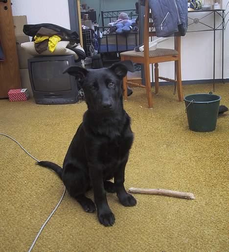 Schæferhund Ni-busa's Chaggie *Død* - Igen inde i stuen... Midt under opbygning... billede 4