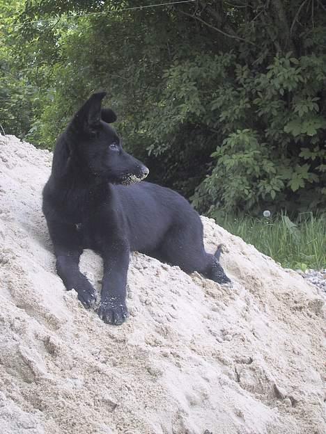 Schæferhund Ni-busa's Chaggie *Død* - Ligger lige og nyder det kølige sand... Med sand på næsen... billede 5