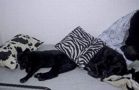 Schæferhund Ni-busa's Chaggie *Død* - El stille stund sammen med Chica-bom.. billede 7