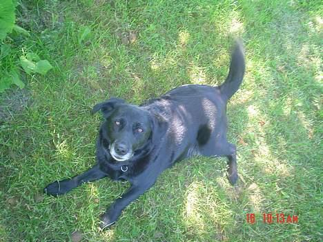 Labrador retriever Max - Ligger og hygger sig i skyggen... billede 1