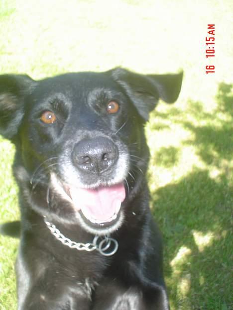Labrador retriever Max - venter på at jeg tilfældigvis skulle tabe dens bold billede 2