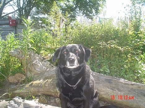 Labrador retriever Max billede 3