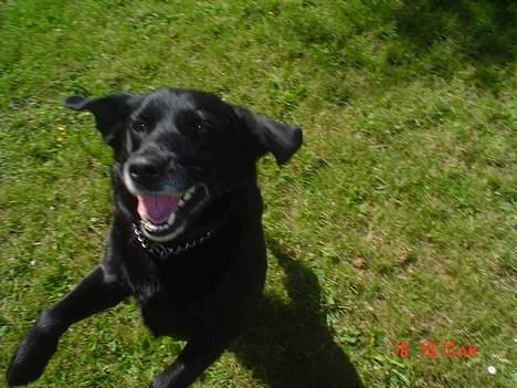 Labrador retriever Max - Igang med at leje igen... billede 4