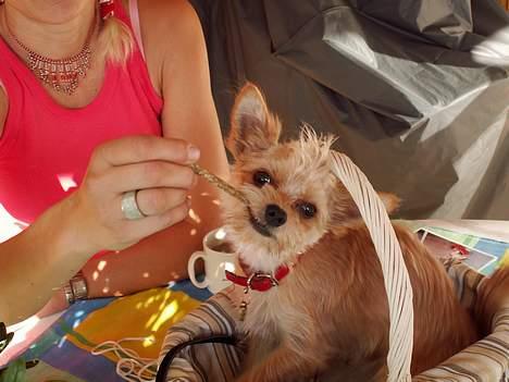 Blanding af racer Gizmo - mors dreng billede 1