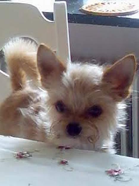 Blanding af racer Gizmo - Mon der er lidt til mig??? billede 2